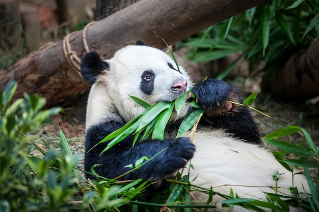 ジャイアントパンダは緑のbambooの葉を食べています。