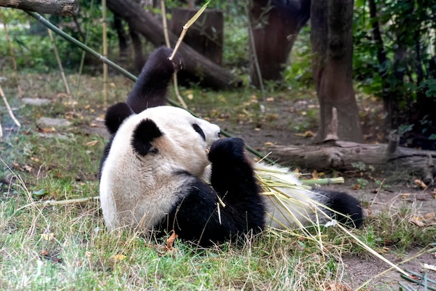 竹を食べて仰向けに寝転がるジャイアントパンダ