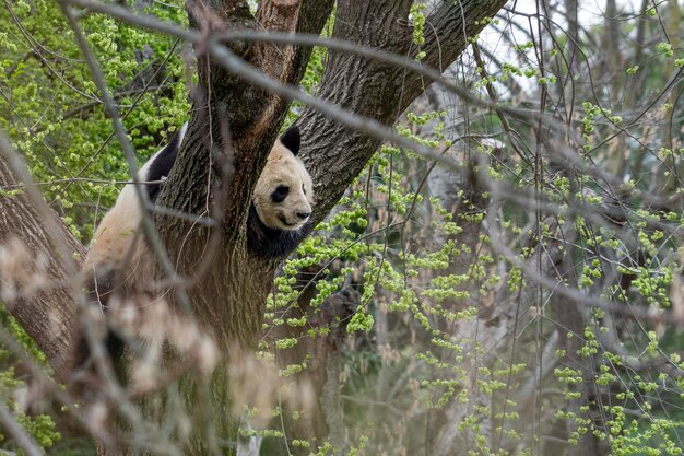 Giant panda portrait on a tree