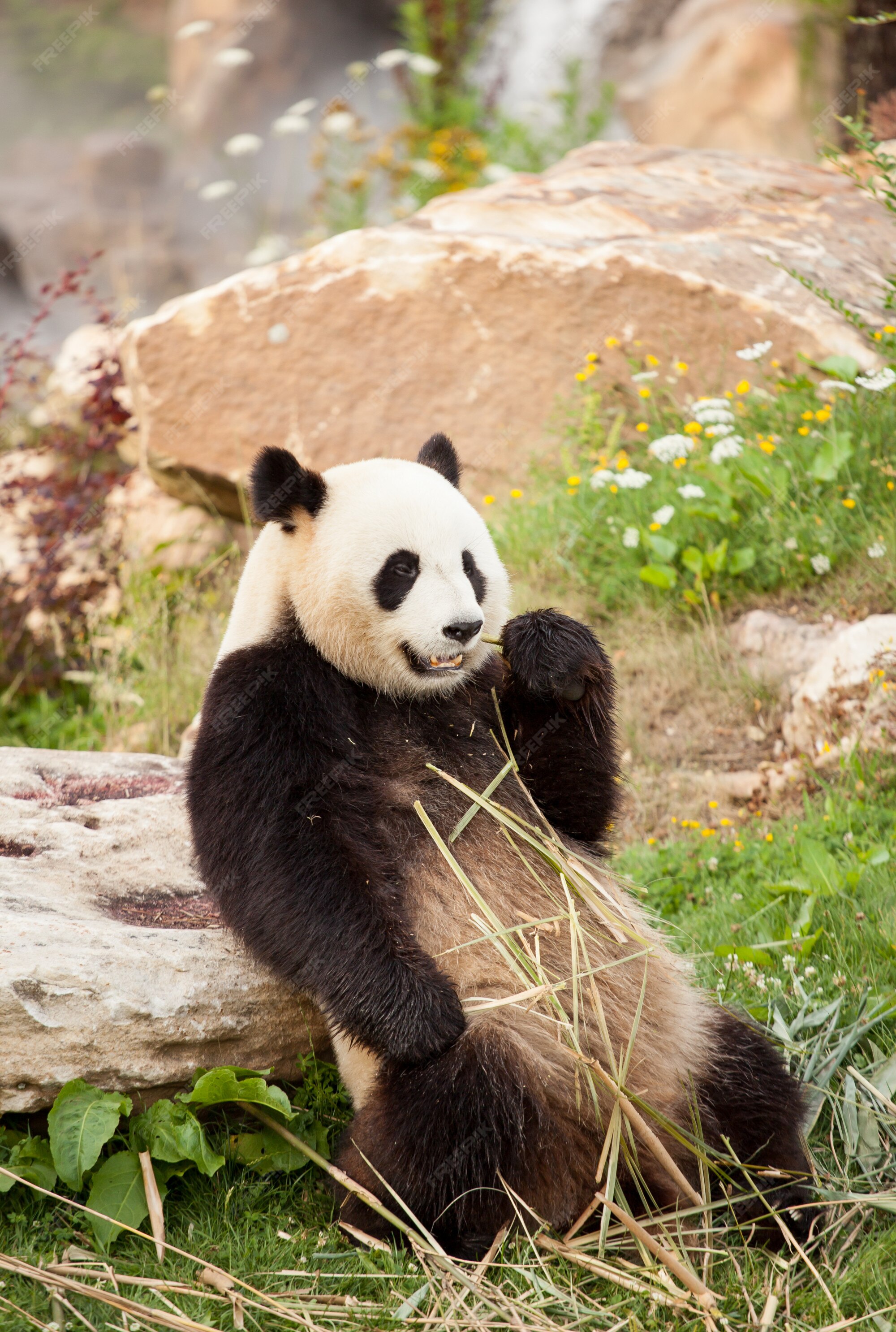 Premium Photo | Giant panda sitting eating bamboo shoots in a zoo Premium Photo | Giant panda sitting eating bamboo shoots in a zoo