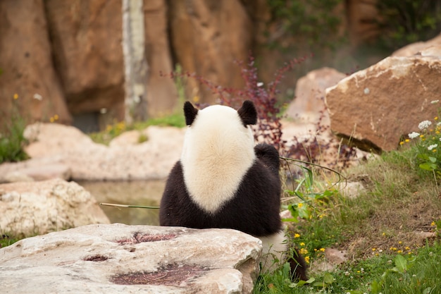 Panda gigante che si siede da dietro il cibo dei germogli di bambù in uno zoo