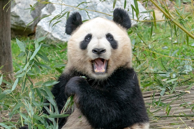 Foto panda gigante mentre mangia bambù