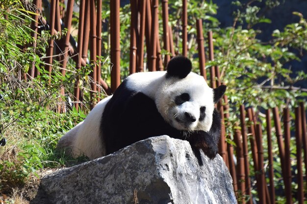 Foto panda gigante