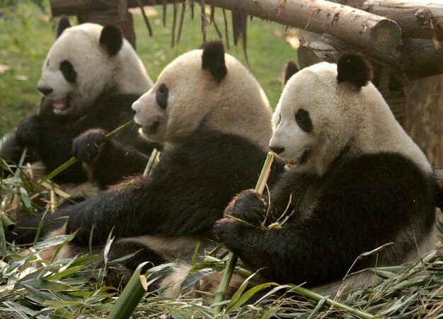 Photo giant pandas eating bamboo