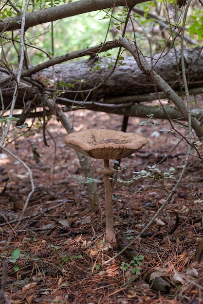 Гигантский зонт-гриб