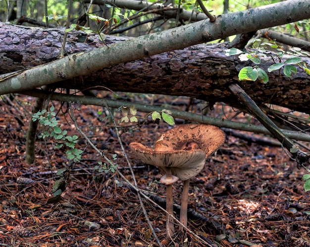 Giant parasol mushroom umbrella