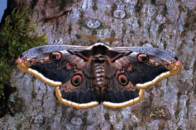 Photo giant peacock moth saturnia pyri