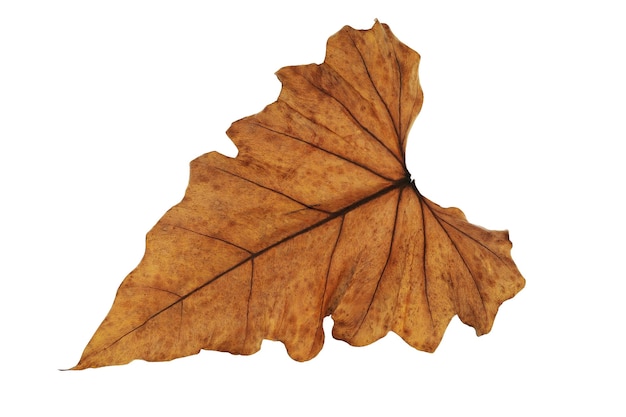 Giant Philodendron Xanadu dried brown leaf isolated