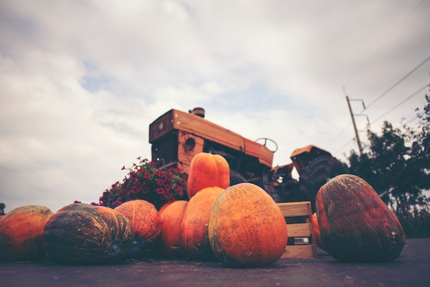 Giant Pumpkin gecultiveerd van moderne industriële landbouwsystemen