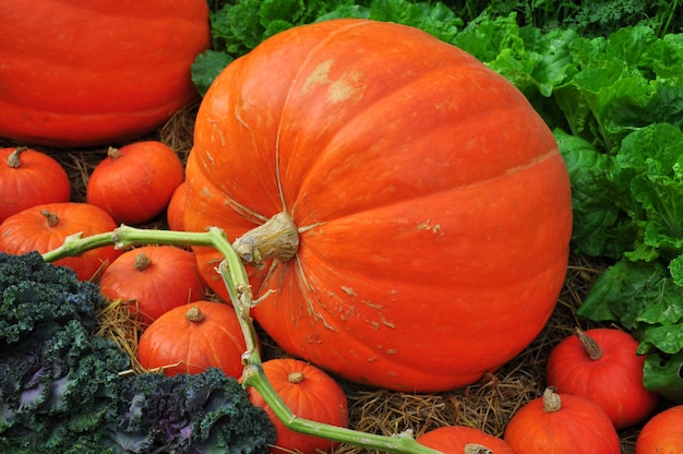 Giant pumpkin in vegetable farms.