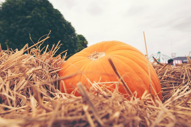 Giant pumpkin in vegetable farms