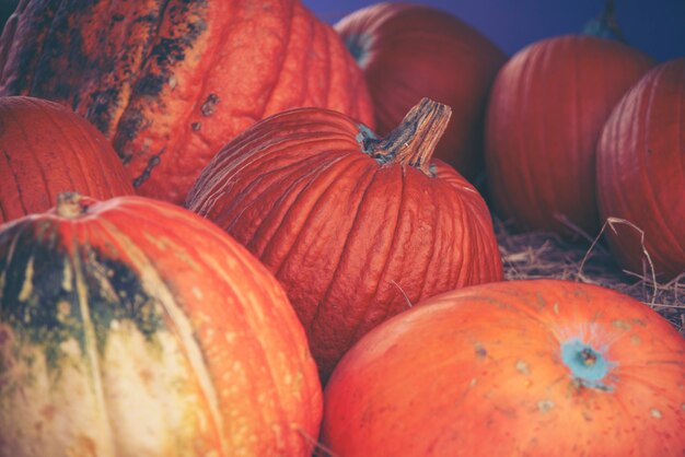 Giant pumpkin in vegetable farms