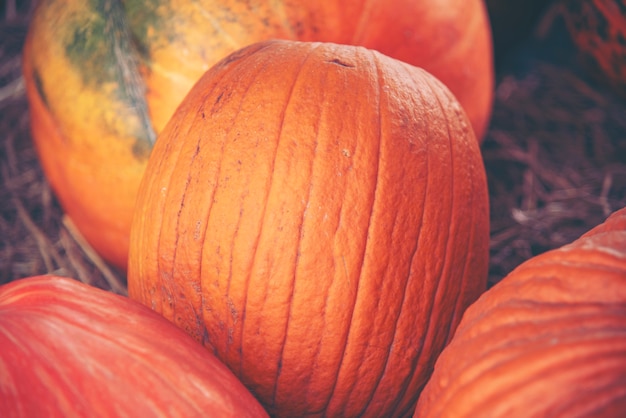 Giant pumpkin in vegetable farms