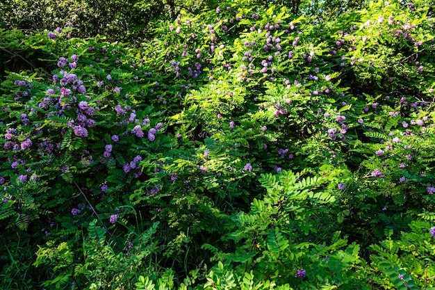 A giant purple acacia bush