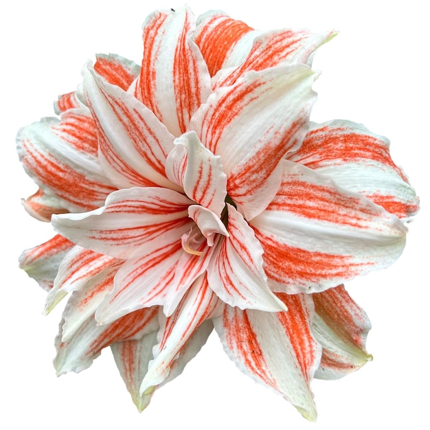 Giant Red and White Striped Amaryllis