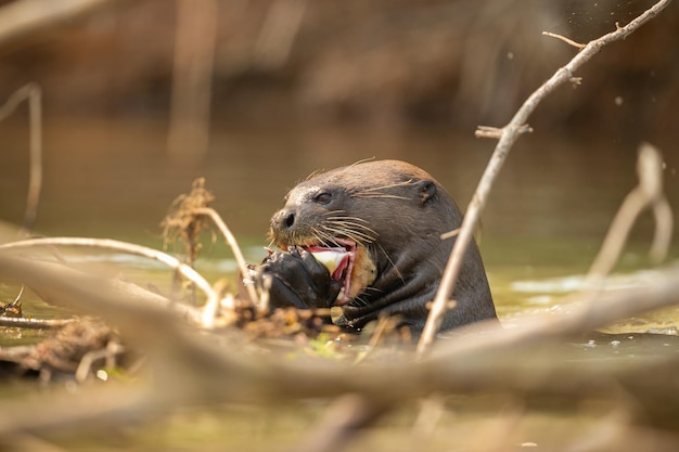 자연 서식지에서 먹이를주는 거대한 강 수달 야생 브라질 브라질 야생 동물 풍부한 Pantanal 물 동물 매우 지능적인 생물 낚시 물고기