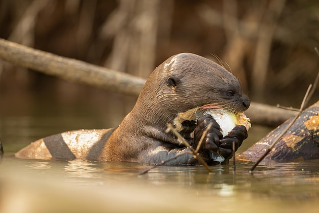自然の生息地で餌をやるオオカワウソ野生のブラジルブラジルの野生生物豊かなパンタナール水生動物非常に賢い生き物釣り魚