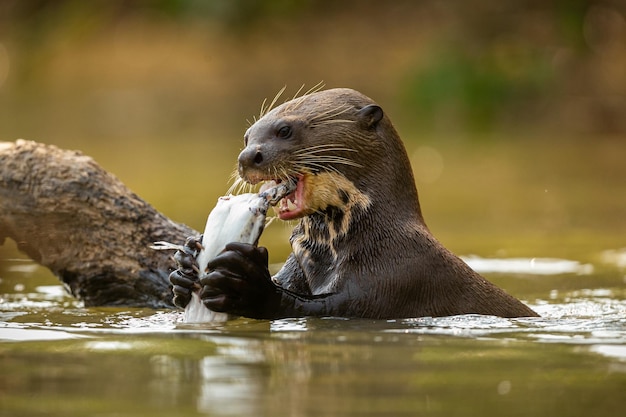 Foto lontra di fiume gigante che si nutre nell'habitat naturale brasile selvatico fauna brasiliana ricco pantanal watter animale creatura molto intelligente pesca pesci