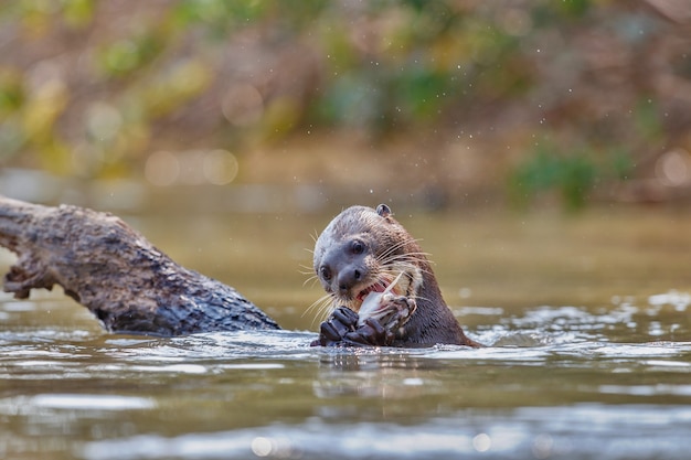 Giant river otter in the nature habitat