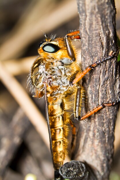 巨大強盗ハエ（proctacanthus rodecki）