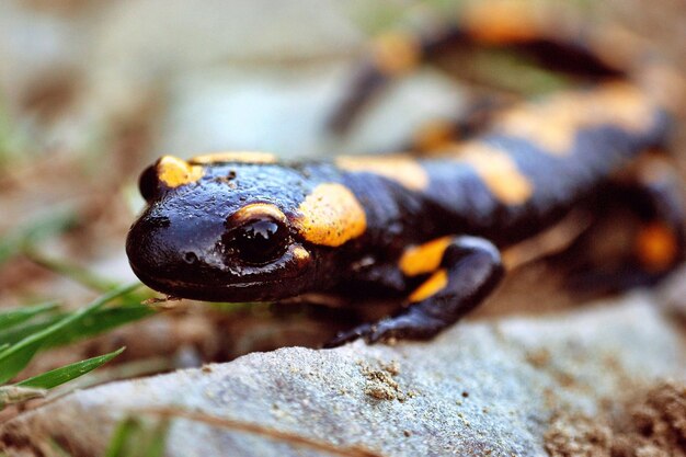 Photo giant salamander