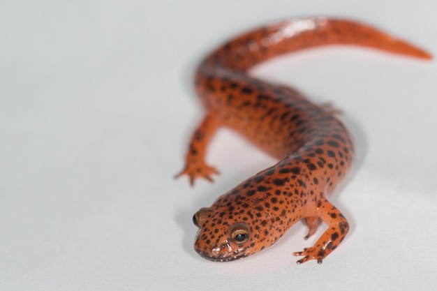 Photo giant salamander