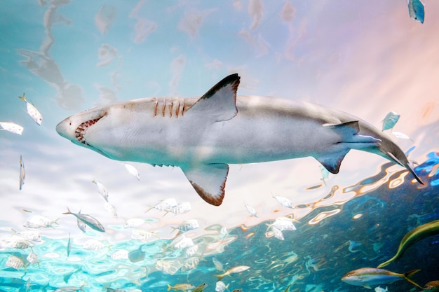 giant scary shark with big teeth mouth under water in aquarium sea ocean marine wildlife predator