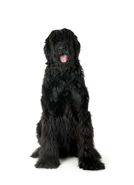 Giant Schnauzer in front of white background