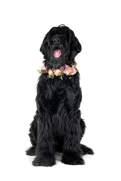 Giant Schnauzer in front of white background