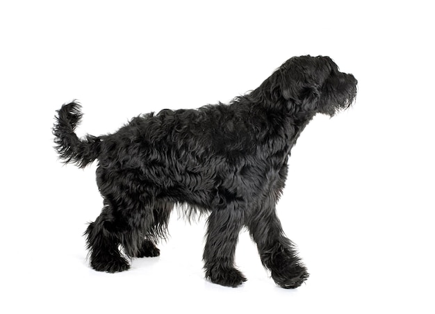 Giant Schnauzer in studio