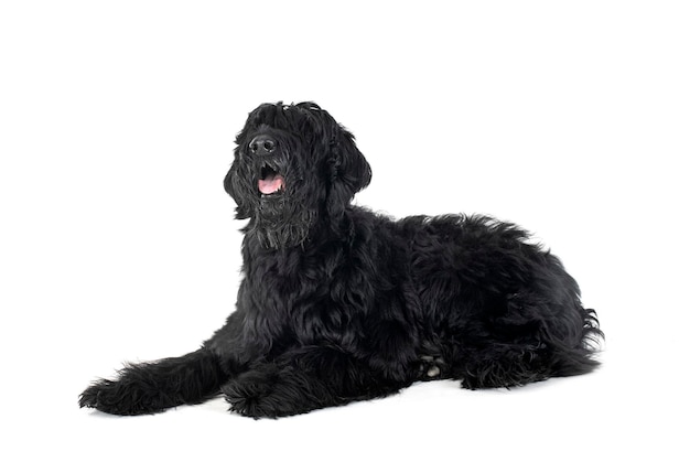 Giant Schnauzer in studio