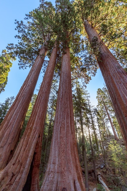 Foto foresta di sequoia gigante in presenza di luce solare