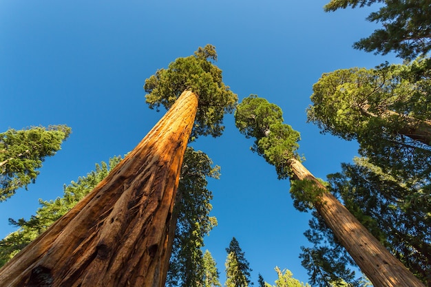 Alberi di sequoia sequoia gigante con cielo blu