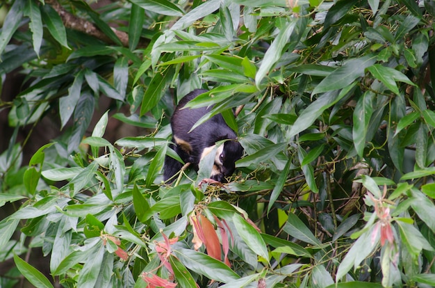 giant Squirrel eating on the tree