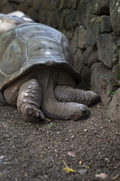 写真 7色の地球のゾウガメ