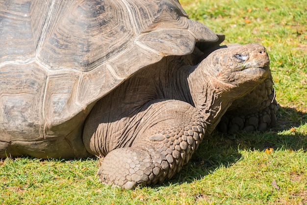 Giant tortoise basking in the sun Tortoise Aldabra giant