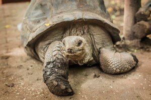 Giant tortoise face close up in the farm on prison island, zanzibar, tanzania