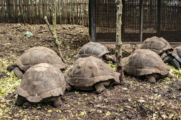 Giant tortoise on the farm on prison island, zanzibar,\
tanzania