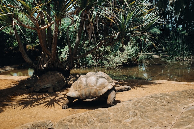 Гигантские черепахи Dipsochelys gigantea в тропическом парке на острове Маврикий в Индийском океане.