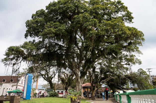 Giant tree in the central square of Morretes in Brazil