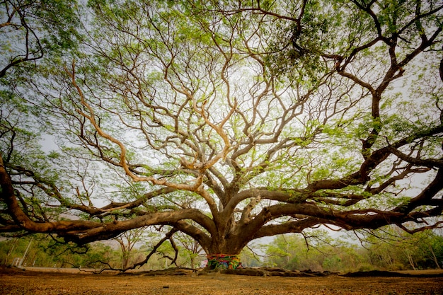 Giant tree,Rain tree,Samanea saman (Leguminosae), Minosoideae, Kanchanaburi, Thailand