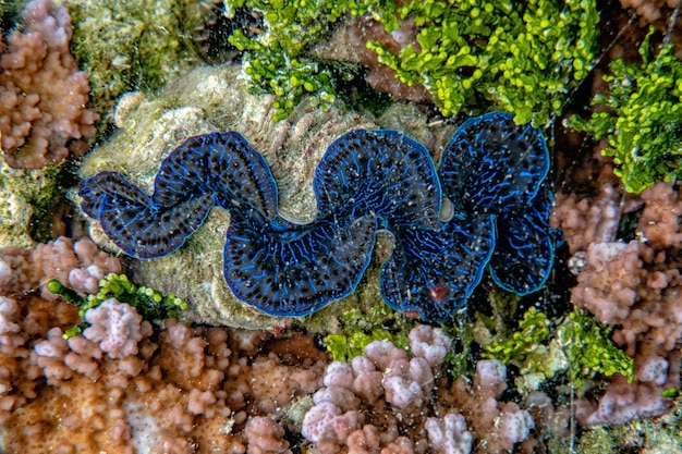 Photo giant tridacna clam in polynesia