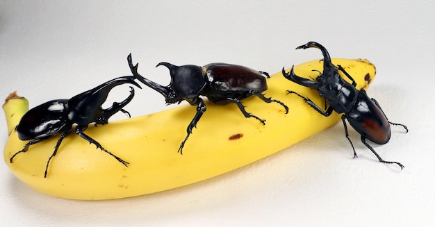 Giant tropical rhinoceros beetles and stag beetle on banana, Breeding beetles, different bugs