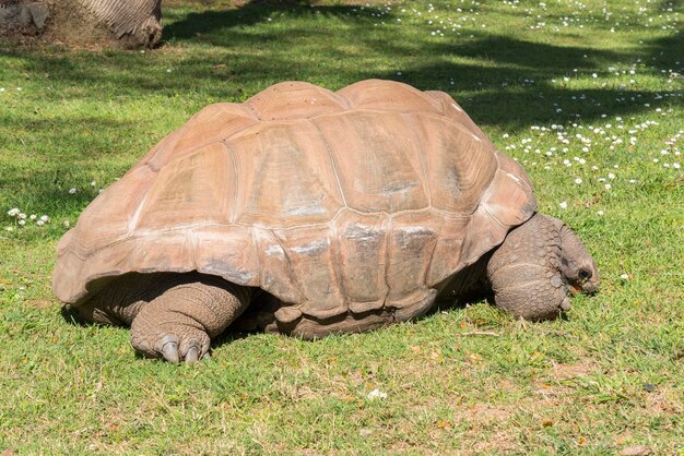 풀을 먹고 있는 거대한 거북이 거북이 Aldabra Giant