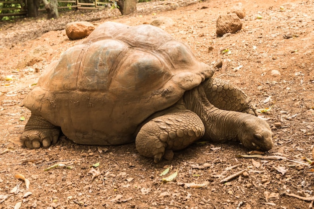 Giant turtle rest