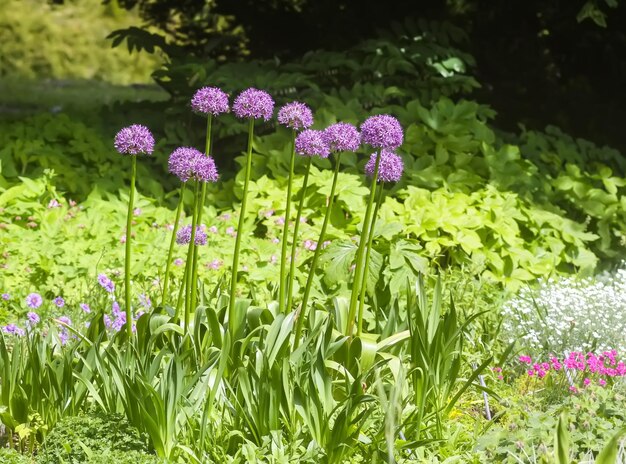 Giant violet Allium Giganteum flowers