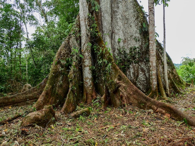 Giante Ceiba Tree, Misahualli, 아마존, 에콰도르,