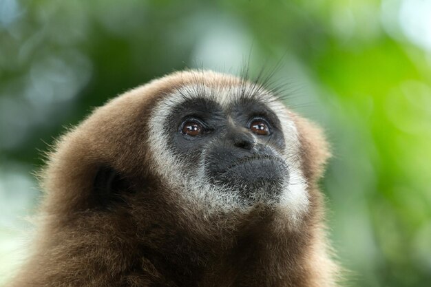 Gibbon close- up face in zoo