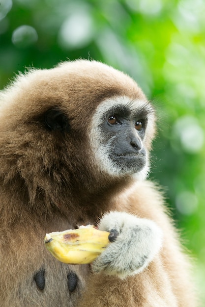 Gibbon close-up gezicht in dierentuin