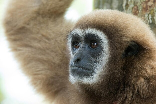 Gibbon close-up gezicht in dierentuin